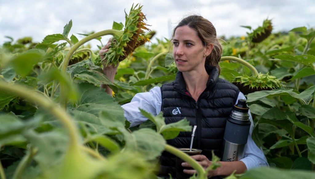Girasol: campaña completada y buenos indicios para la&nbsp;cosecha