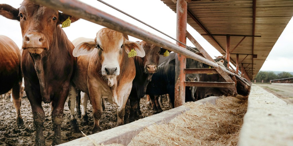 Cómo superar la garrapata y mejorar la ganancia en la&nbsp;ganadería