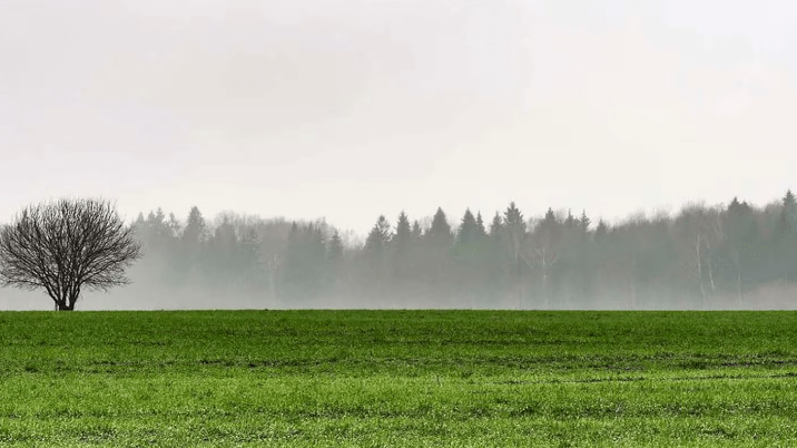 La Bolsa de Cereales de Buenos Aires prevé lluvias moderadas a abundantes en gran parte del área&nbsp;agrícola