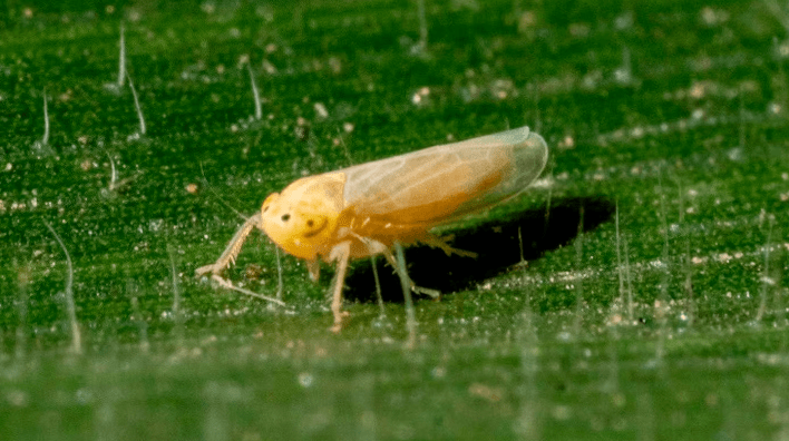 Detectan presencia de la “chicharrita” del maíz en un lote de&nbsp;Córdoba