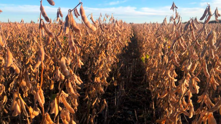 La siembra de soja alcanza el 96,2 % y entra en su etapa final, según la Bolsa de&nbsp;Cereales