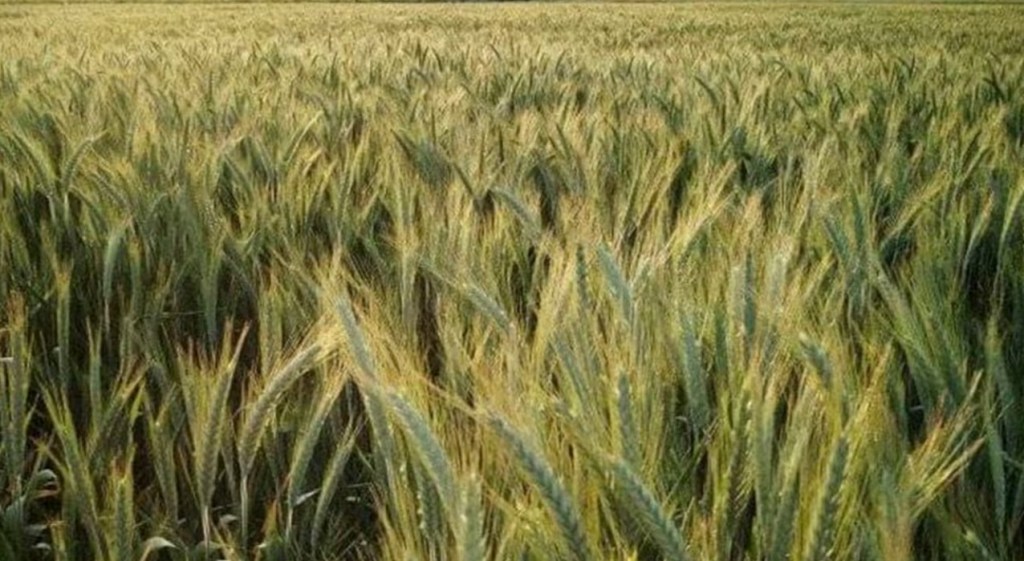 Los productores celebran los excelentes rindes obtenidos en el cierre de la campaña de&nbsp;cebada