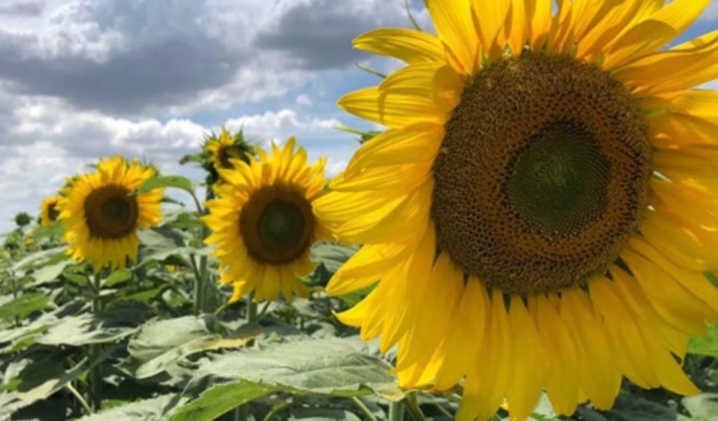 Informe detallado sobre las proyecciones y el destino de la cosecha de girasol en el&nbsp;país