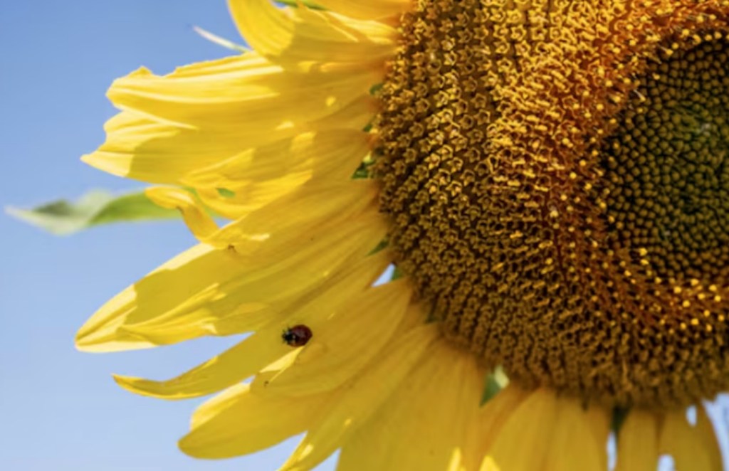 Se llevó adelante un informe que analiza profundamente la disparidad de precios y demanda en el comercio de&nbsp;oleaginosas