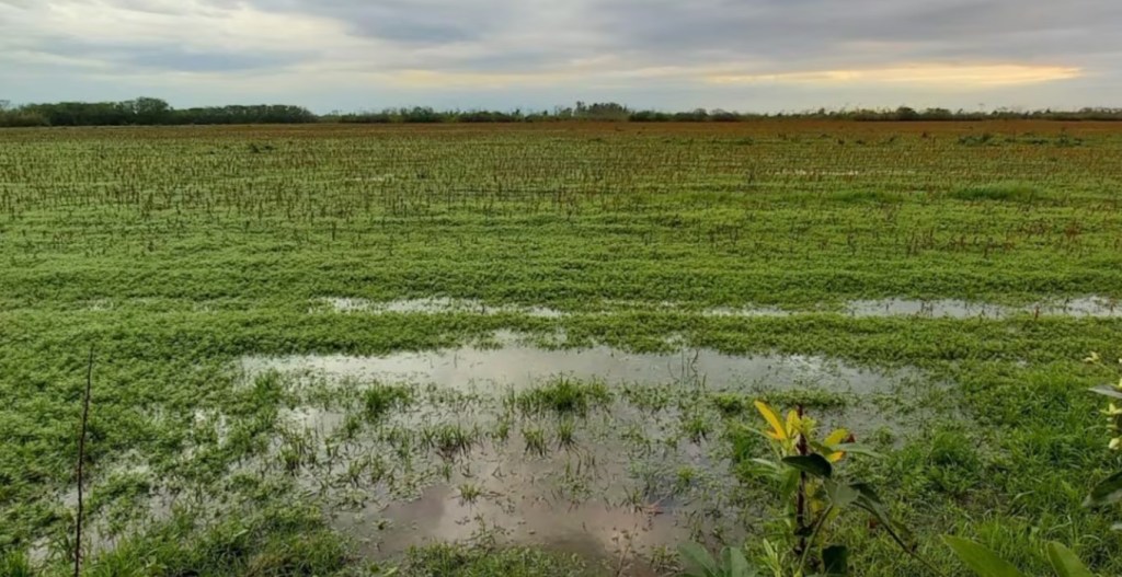 Las precipitaciones recientes trajeron aire fresco a solo una parte de la región&nbsp;productora
