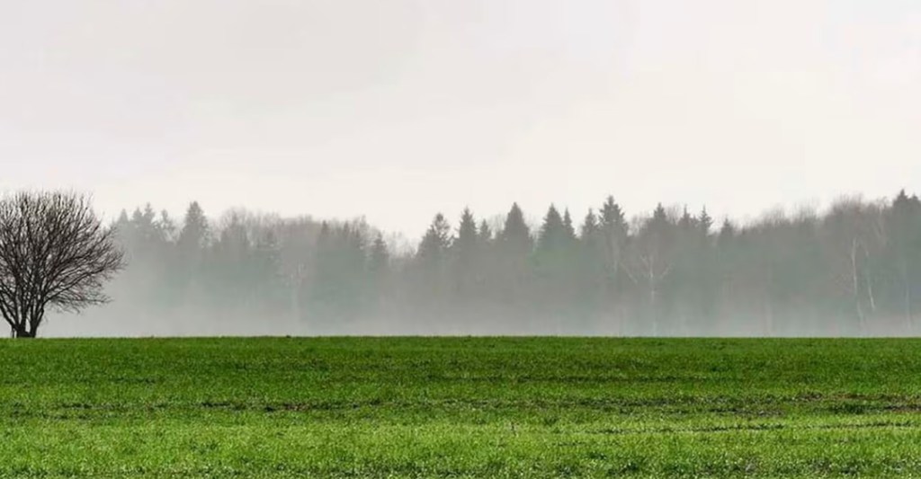 Precipitaciones en el oeste de Buenos Aires trajeron alivio a los cultivos de&nbsp;verano