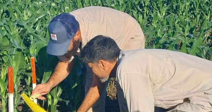 La chicharrita del maíz se expande, pero el impacto sobre la cosecha sigue siendo&nbsp;limitado