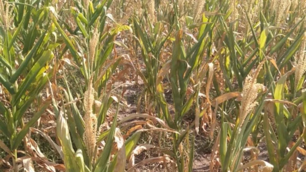 Déficit hídrico pone en jaque la soja de primera en la región&nbsp;núcleo