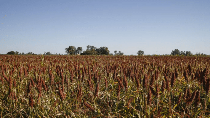 Completaron la siembra de sorgo y avanza la cosecha de&nbsp;maíz