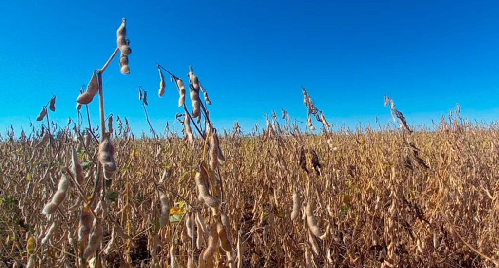 Un informe técnico alertó sobre la falta de rentabilidad para los productores de soja este&nbsp;año