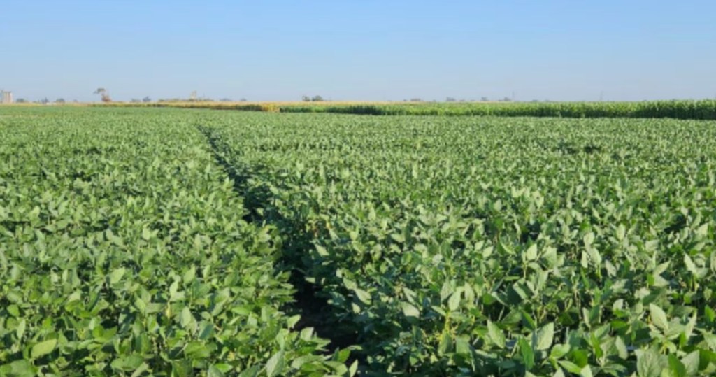 La falta de lluvias recurrentes pone en alerta máxima a la producción agrícola&nbsp;nacional