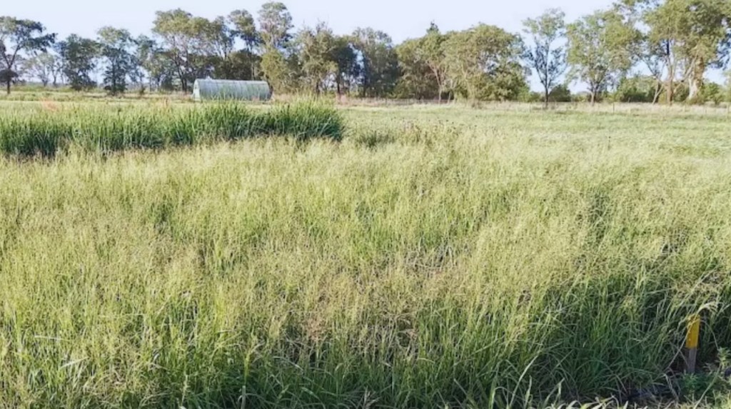 La fertilización estratégica se posiciona como el motor para mejorar los rindes&nbsp;forrajeros