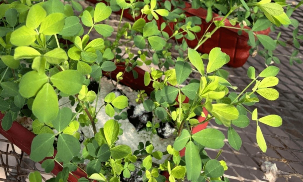 Investigadores nacionales logran desarrollar variedades de alfalfa resistentes al exceso de&nbsp;agua