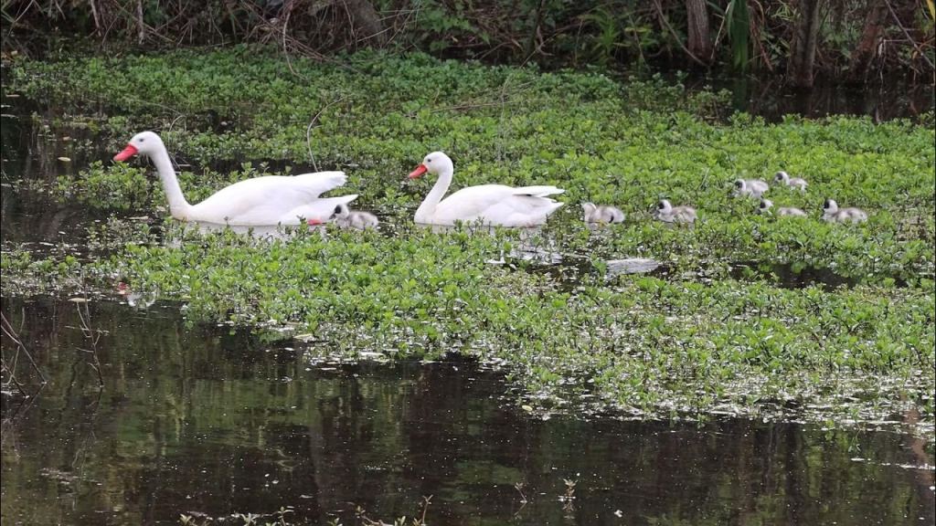 Alerta por gripe aviar en pulmón verde de Buenos&nbsp;Aires