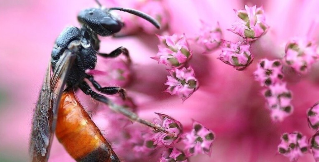 Un estudio internacional resalta el rol estratégico de la naturaleza en la producción agrícola