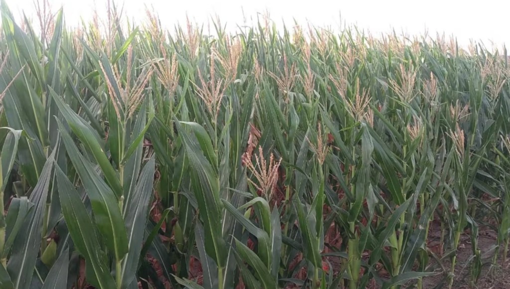 La nanotecnología se presenta como el futuro de la eficiencia en la producción agrícola