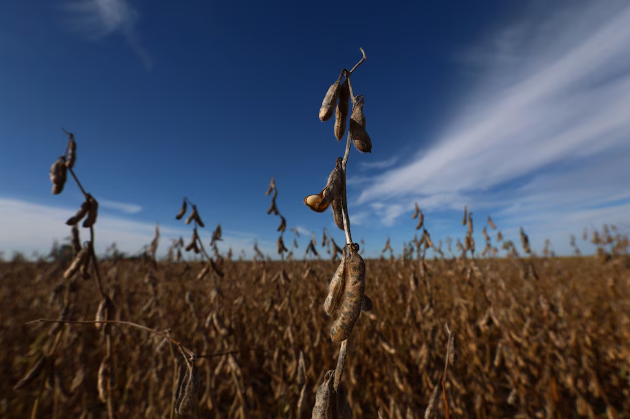 Las lluvias demoran la cosecha de soja y girasol en el país – Lo ...