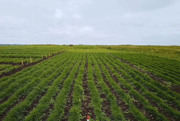 El INTA presentó nuevas variedades de raigrás para mejorar la producción&nbsp;forrajera