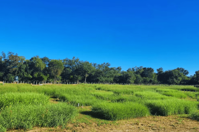 Identifican gramíneas con mayor resistencia al calor y la sequía para fortalecer la producción&nbsp;ganadera
