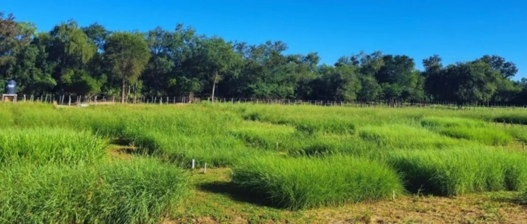 El desarrollo forrajero impulsa el crecimiento pecuario en el norte&nbsp;argentino