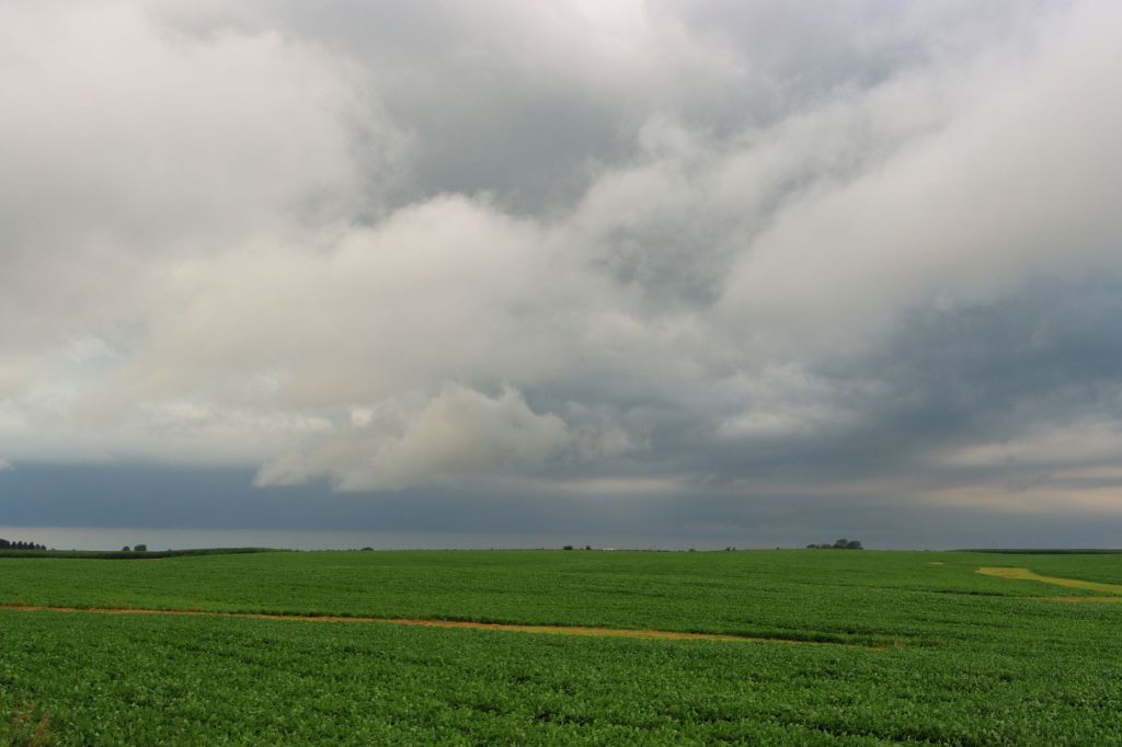 Syngenta presenta Authence: herbicida con nueva molécula contra resistencia