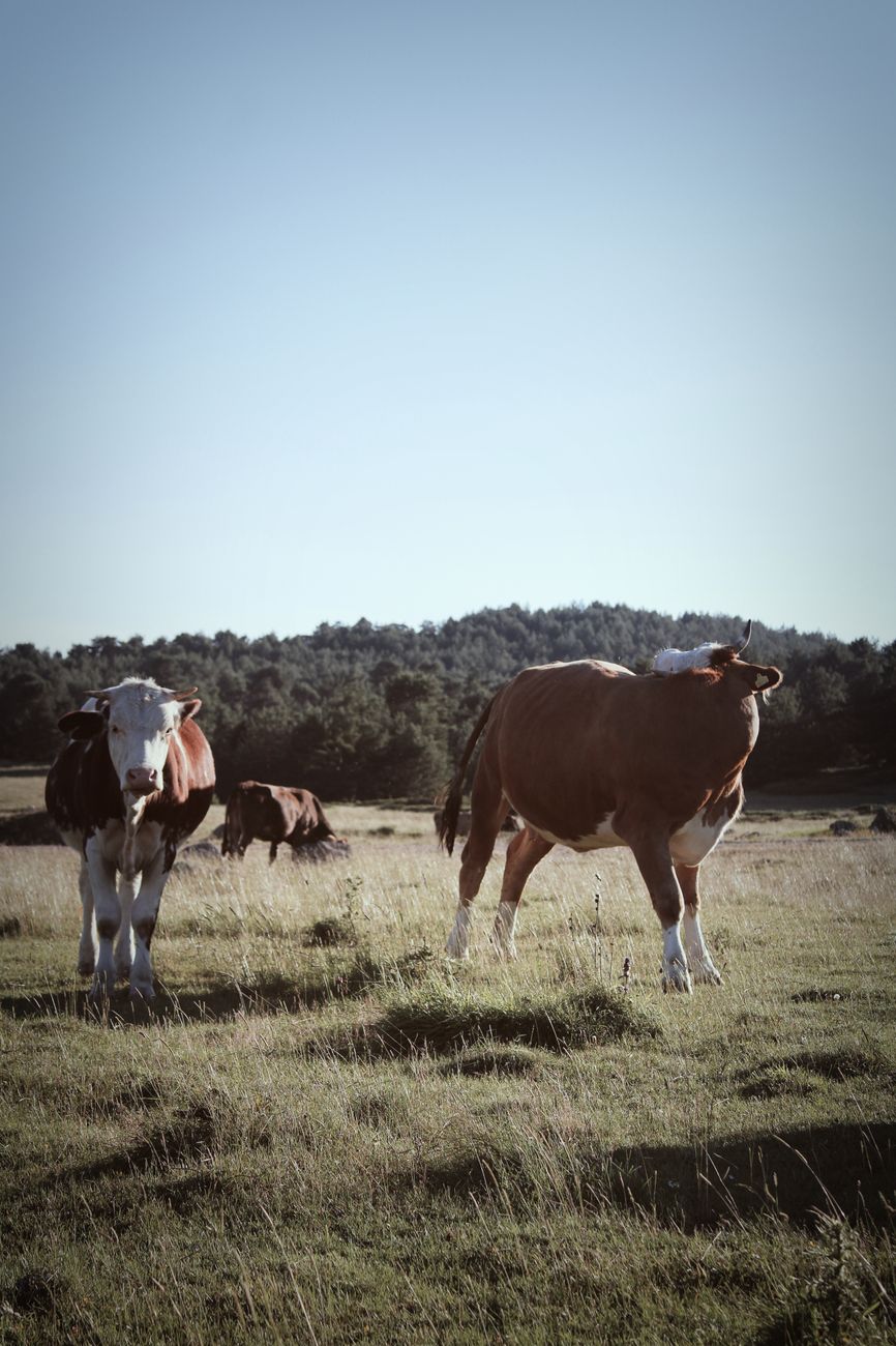 Argentina apunta a producción ganadera con animales de mayor&nbsp;envergadura