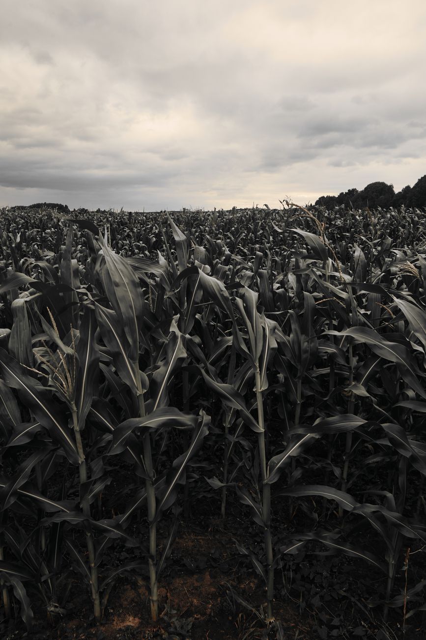 Maíz: proyectan cifra récord de 71,5 millones de toneladas para 2025/26