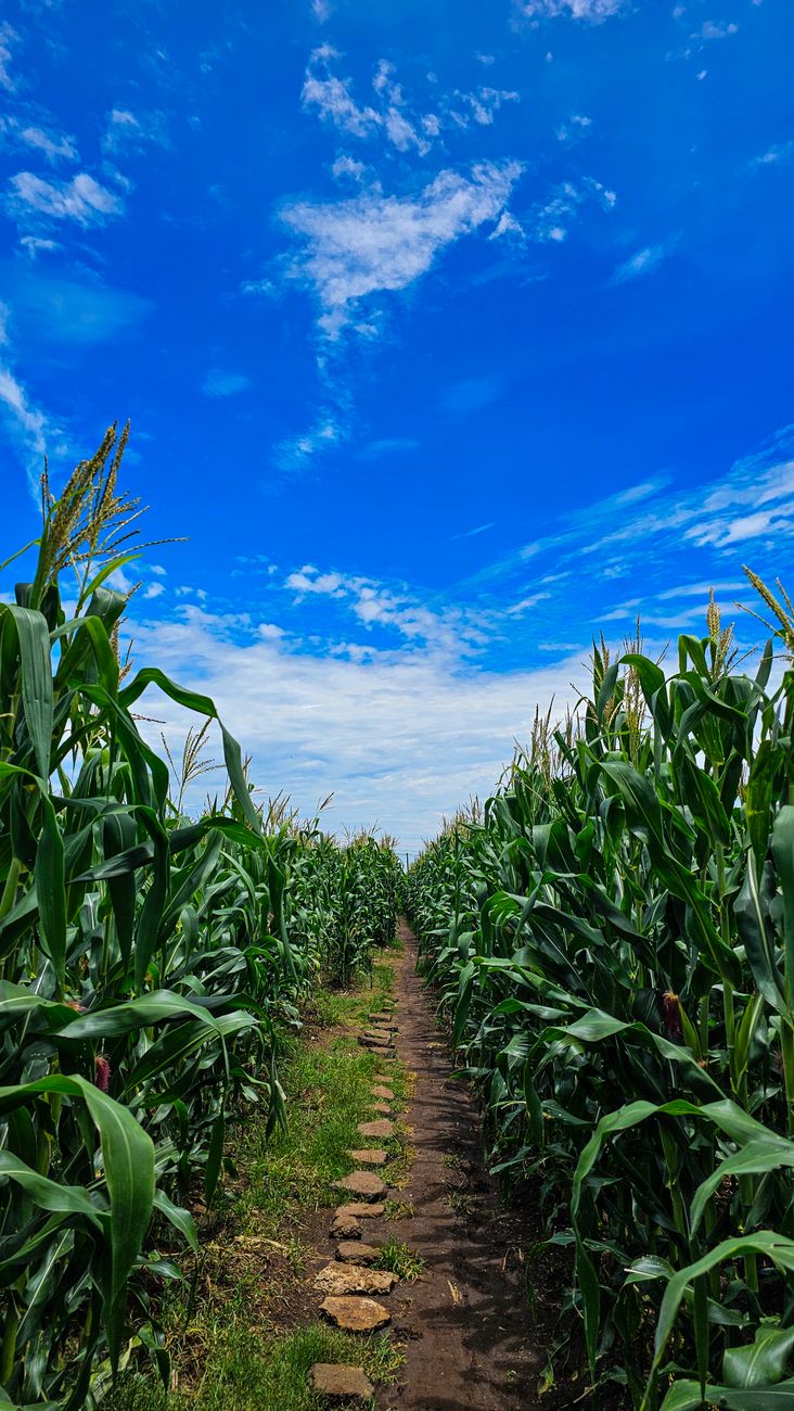 Maíz para adentro: Brasil redirige su estrategia&nbsp;agroindustrial